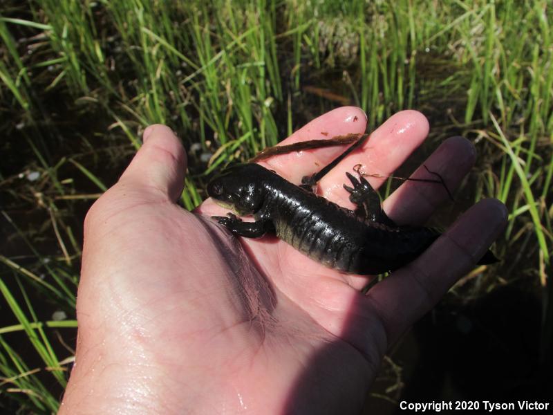 Arizona Tiger Salamander (Ambystoma mavortium nebulosum)