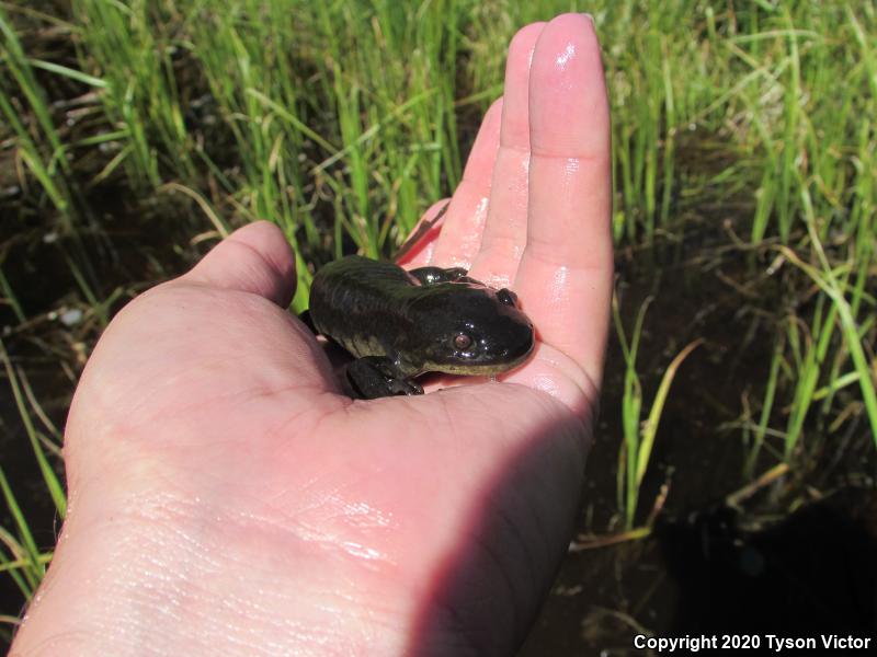 Arizona Tiger Salamander (Ambystoma mavortium nebulosum)