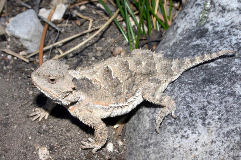 Greater Short-horned Lizard (Phrynosoma hernandesi)