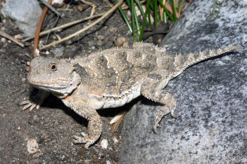 Greater Short-horned Lizard (Phrynosoma hernandesi)