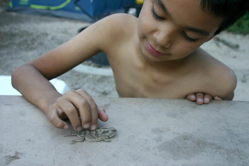 Greater Short-horned Lizard (Phrynosoma hernandesi)