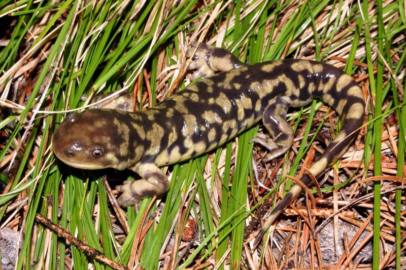 Blotched Tiger Salamander (Ambystoma mavortium melanostictum)