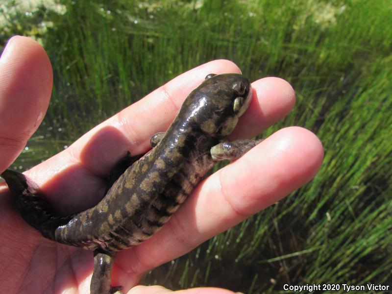 Arizona Tiger Salamander (Ambystoma mavortium nebulosum)