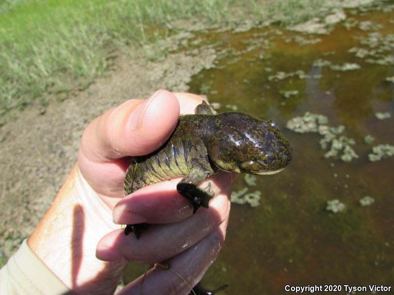 Arizona Tiger Salamander (Ambystoma mavortium nebulosum)