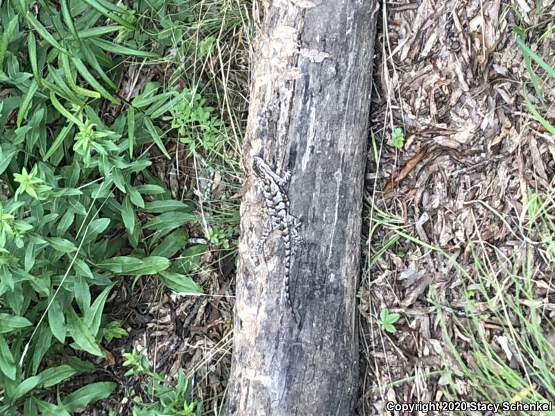 Eastern Fence Lizard (Sceloporus undulatus)