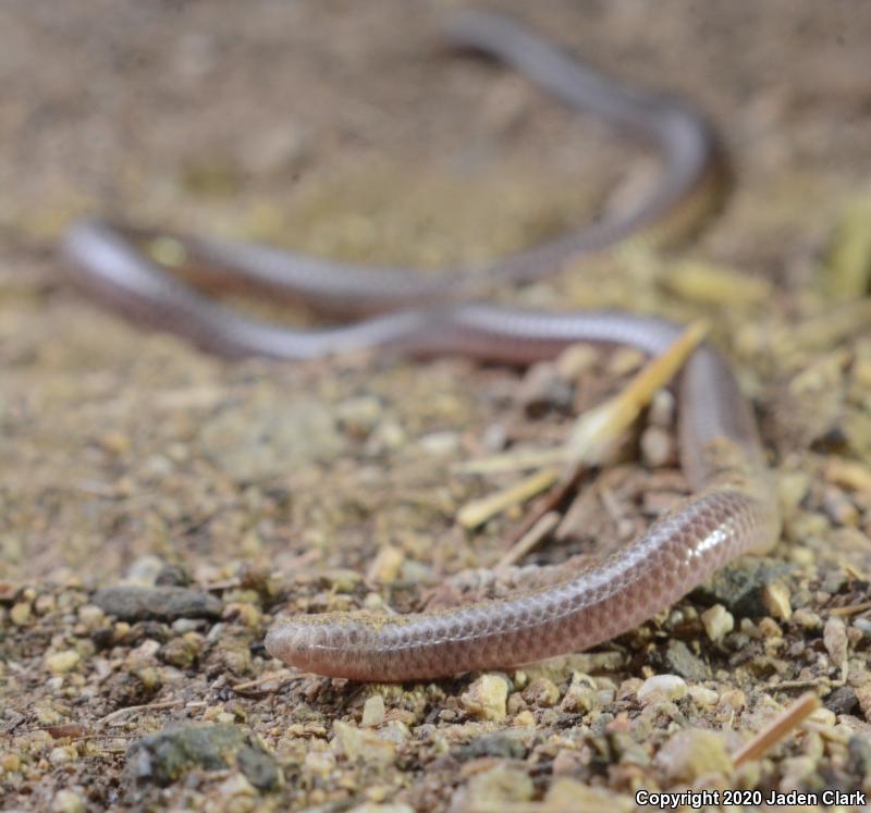 SouthWestern Threadsnake (Leptotyphlops humilis humilis)