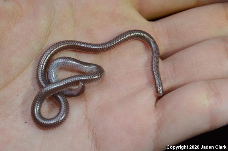 SouthWestern Threadsnake (Leptotyphlops humilis humilis)