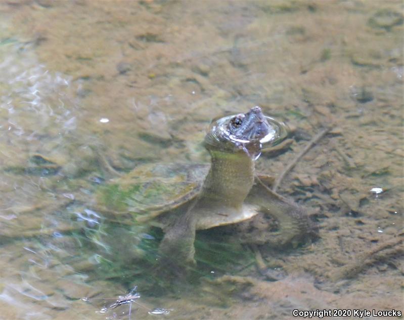 Eastern Snapping Turtle (Chelydra serpentina serpentina)