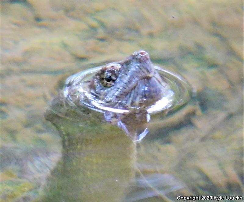 Eastern Snapping Turtle (Chelydra serpentina serpentina)