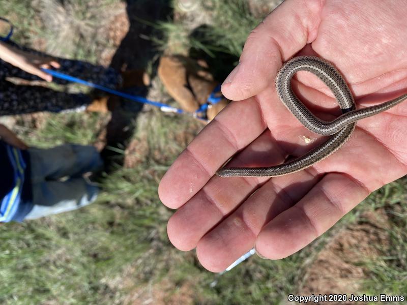 Lined Snake (Tropidoclonion lineatum)