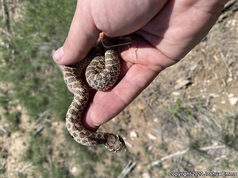 Plains Hog-nosed Snake (Heterodon nasicus)