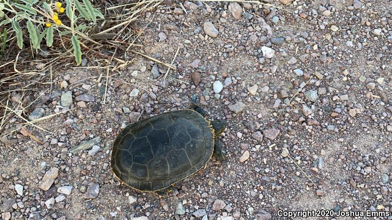 Western Painted Turtle (Chrysemys picta bellii)