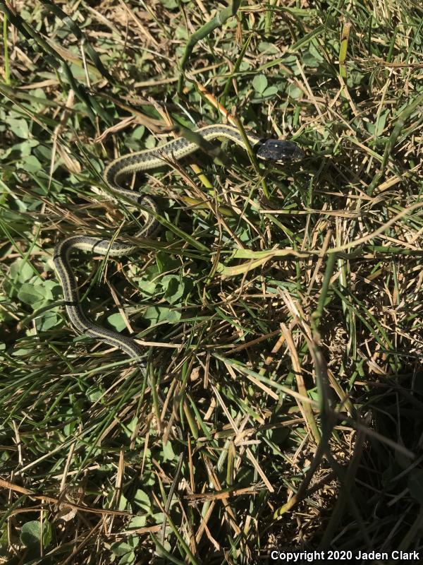 Mountain Gartersnake (Thamnophis elegans elegans)