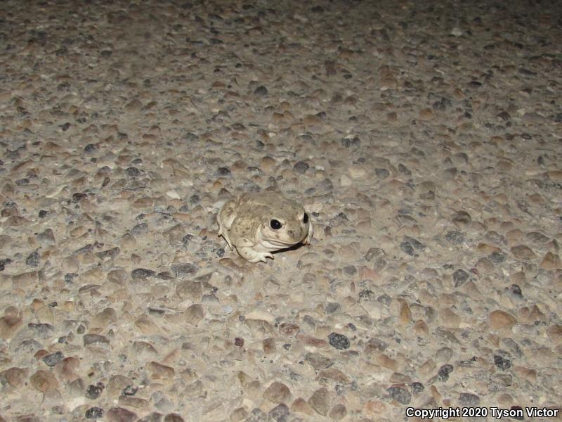 Great Basin Spadefoot (Spea intermontana)