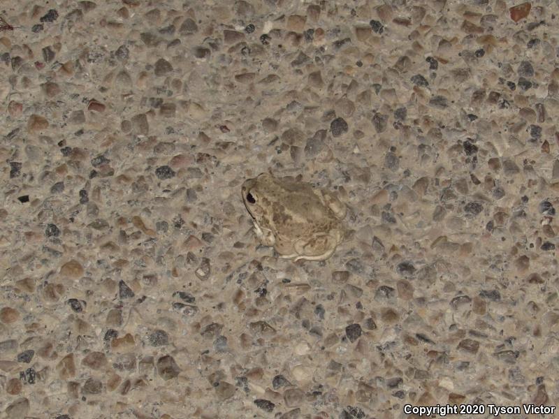 Great Basin Spadefoot (Spea intermontana)