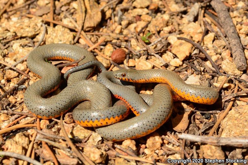 Regal Ring-necked Snake (Diadophis punctatus regalis)