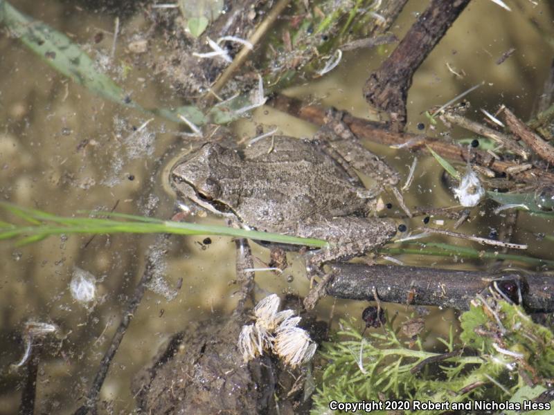 Coastal Whiptail (Aspidoscelis tigris stejnegeri)