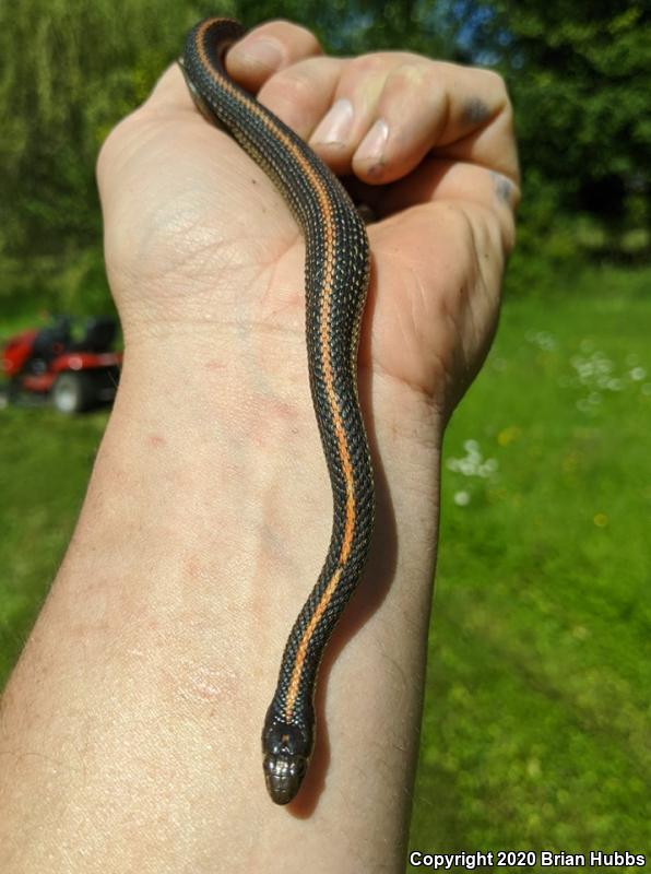 Northwestern Gartersnake (Thamnophis ordinoides)