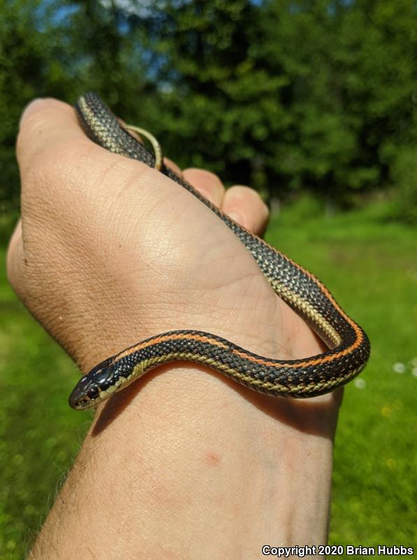 Northwestern Gartersnake (Thamnophis ordinoides)