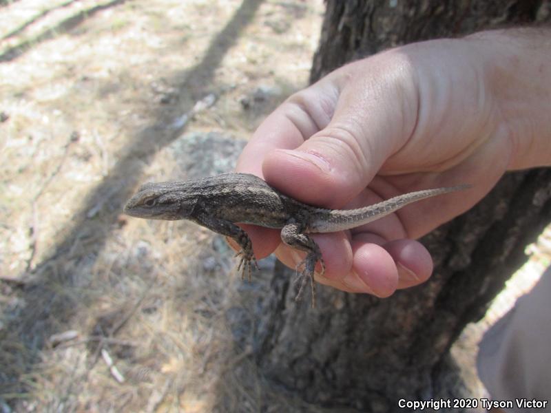 Plateau Fence Lizard (Sceloporus tristichus)