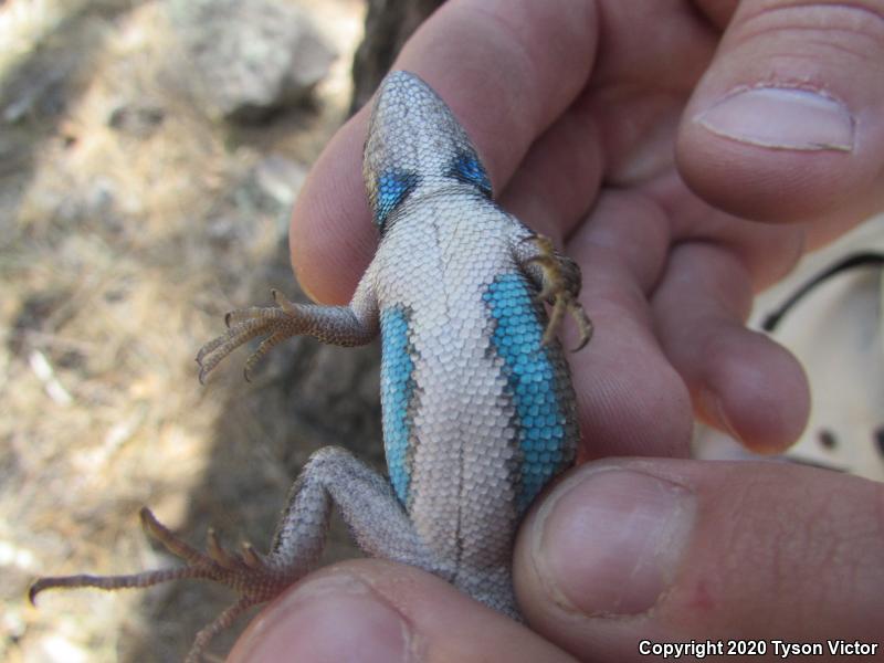 Plateau Fence Lizard (Sceloporus tristichus)