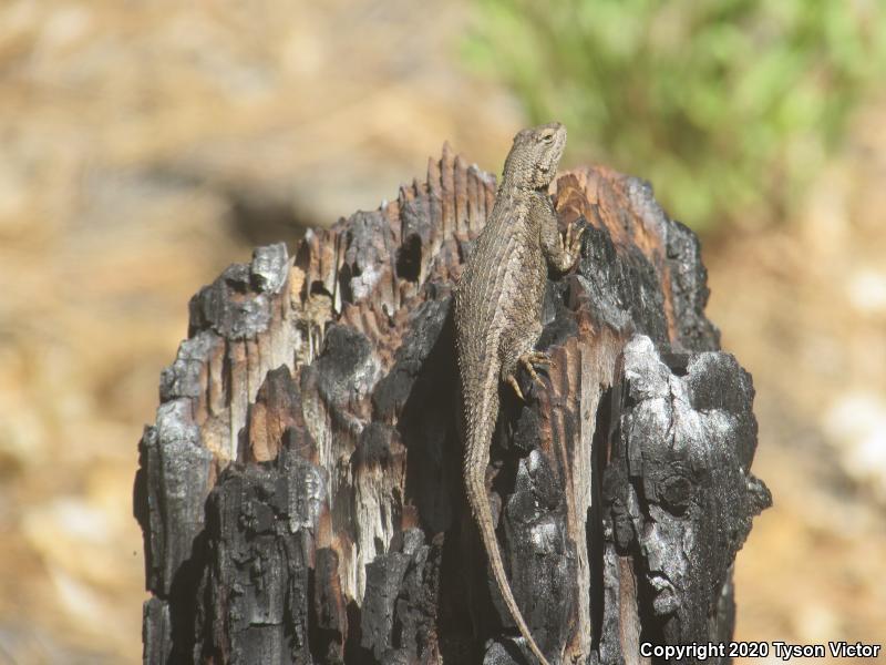 Plateau Fence Lizard (Sceloporus tristichus)