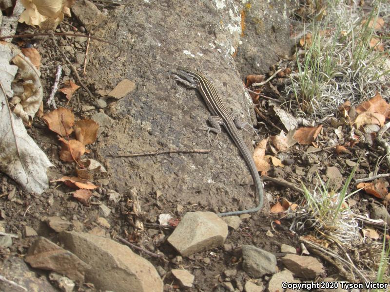 Plateau Striped Whiptail (Aspidoscelis velox)