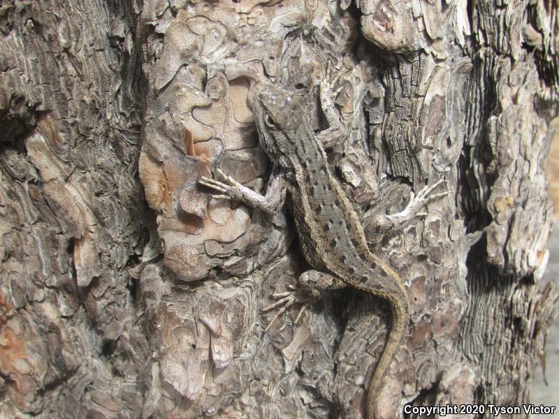 Plateau Fence Lizard (Sceloporus tristichus)