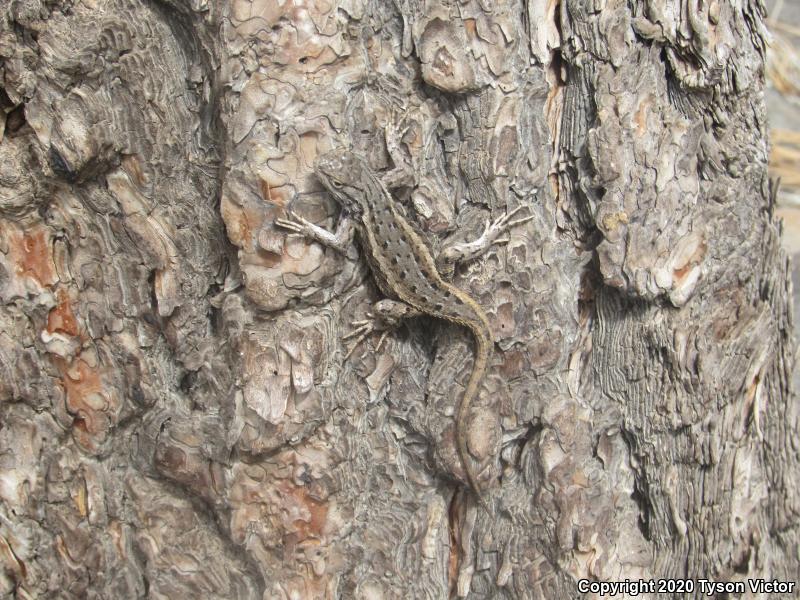 Plateau Fence Lizard (Sceloporus tristichus)