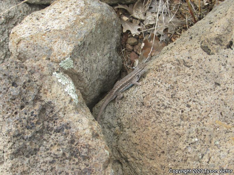 Plateau Fence Lizard (Sceloporus tristichus)