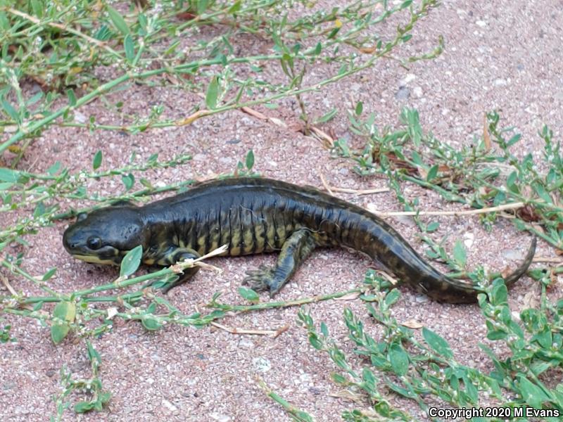 Barred Tiger Salamander (Ambystoma mavortium)