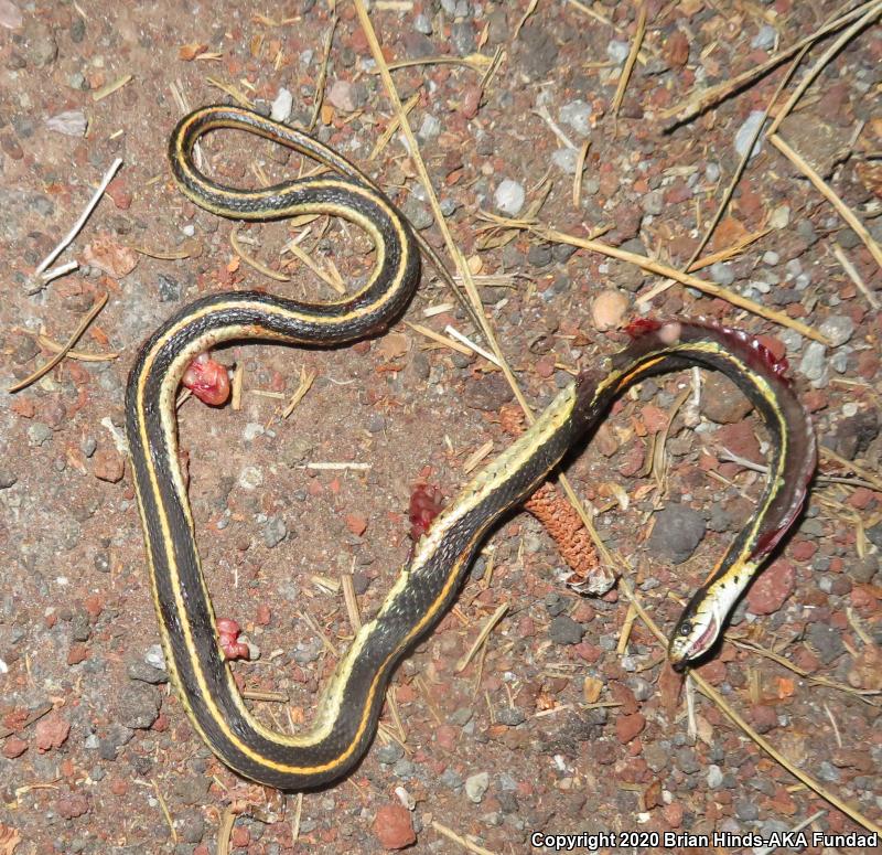 Mountain Gartersnake (Thamnophis elegans elegans)
