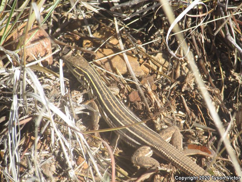 Desert Grassland Whiptail (Aspidoscelis uniparens)