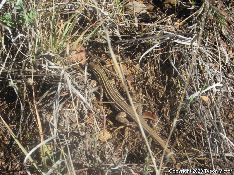 Desert Grassland Whiptail (Aspidoscelis uniparens)