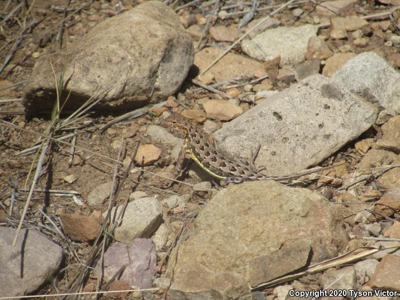 Sonoran Earless Lizard (Holbrookia elegans thermophila)