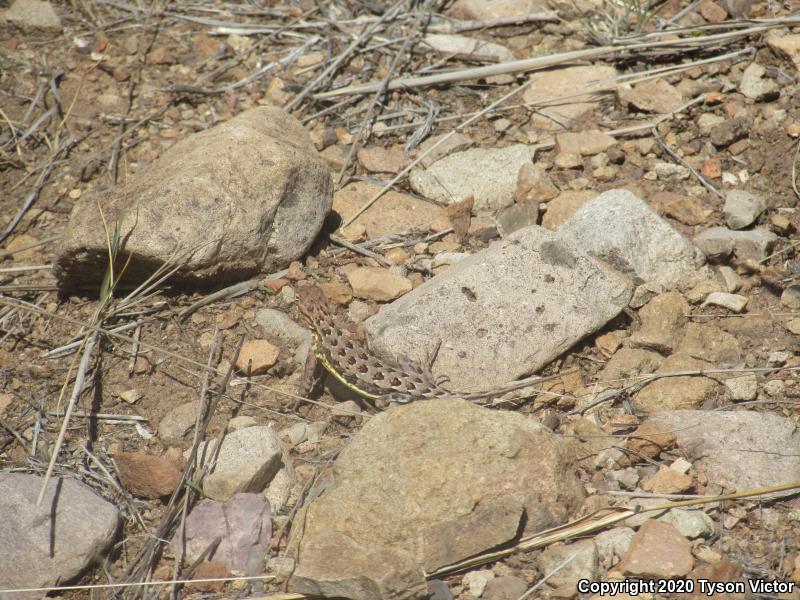 Sonoran Earless Lizard (Holbrookia elegans thermophila)