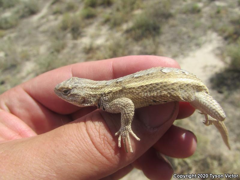 Southwestern Fence Lizard (Sceloporus cowlesi)