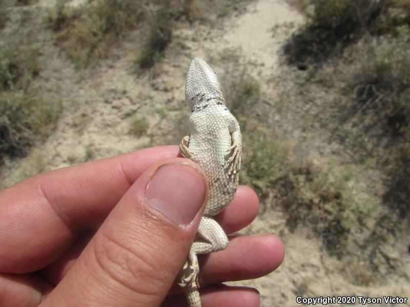 Southwestern Fence Lizard (Sceloporus cowlesi)