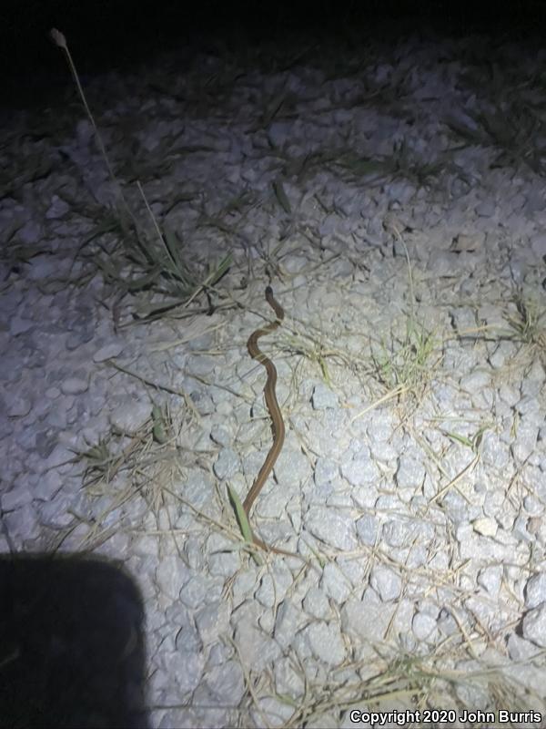 Midland Brownsnake (Storeria dekayi wrightorum)