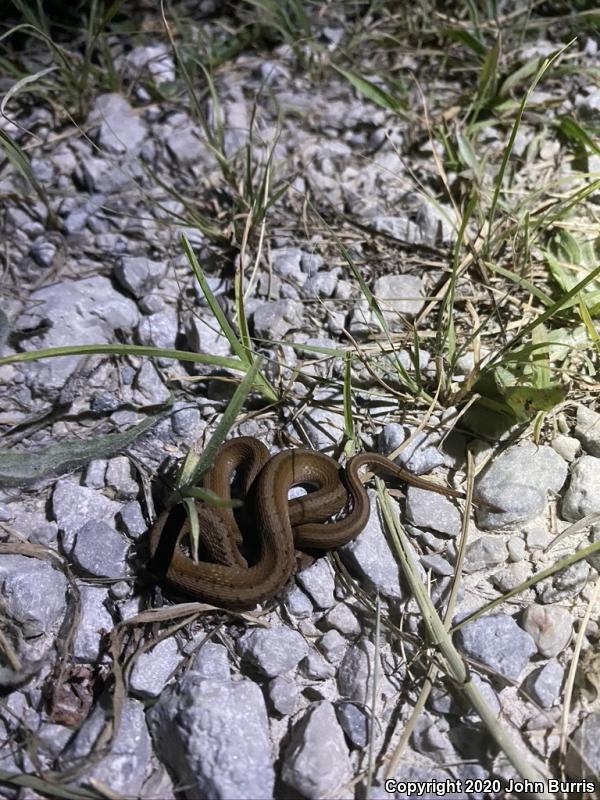 Midland Brownsnake (Storeria dekayi wrightorum)