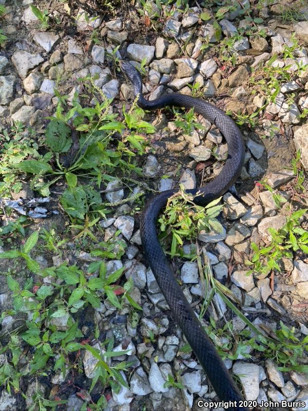 Southern Black Racer (Coluber constrictor priapus)