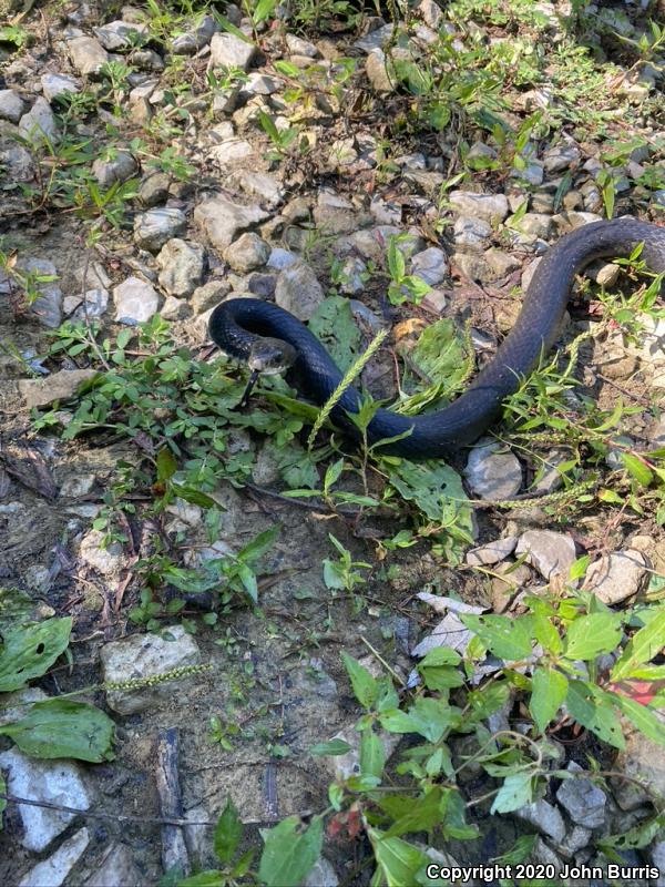 Southern Black Racer (Coluber constrictor priapus)