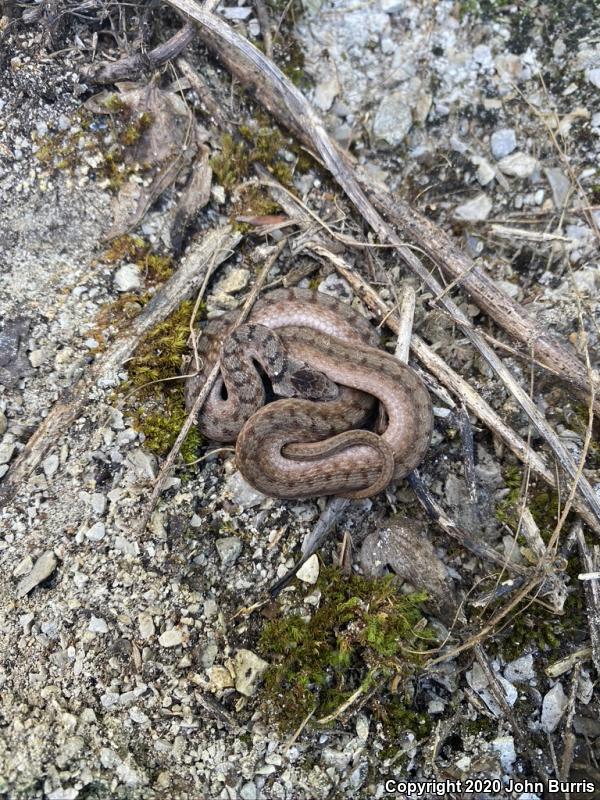 Midland Brownsnake (Storeria dekayi wrightorum)