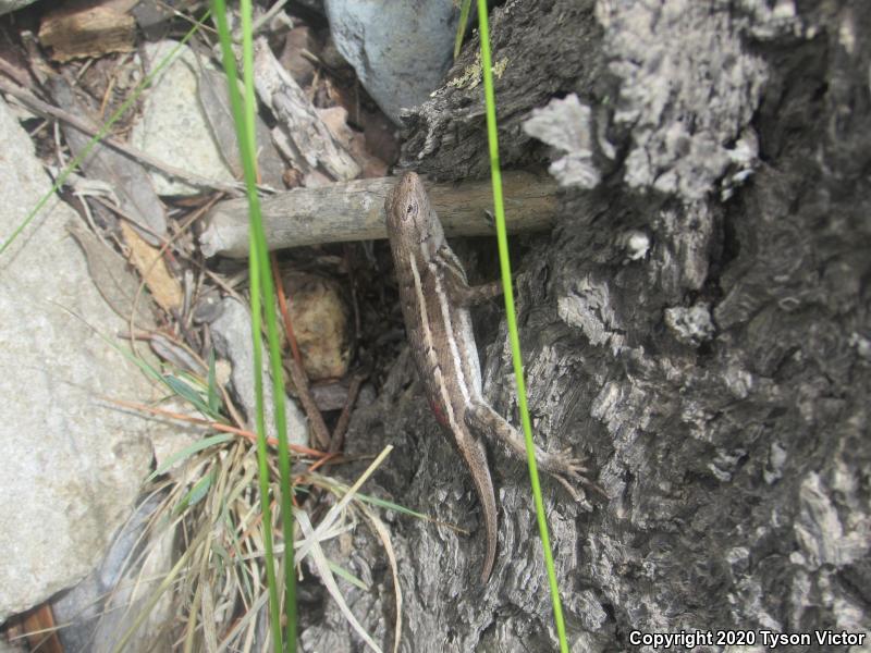 Striped Plateau Lizard (Sceloporus virgatus)