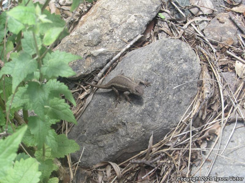 Striped Plateau Lizard (Sceloporus virgatus)