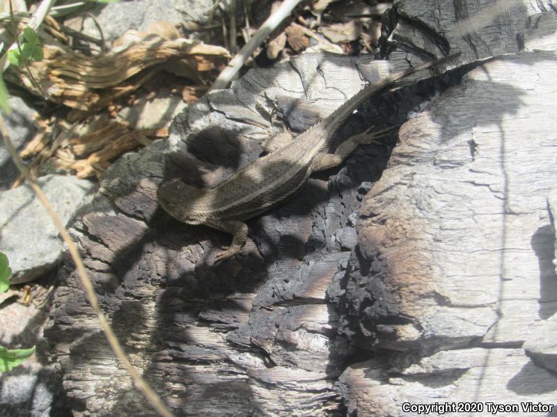 Striped Plateau Lizard (Sceloporus virgatus)