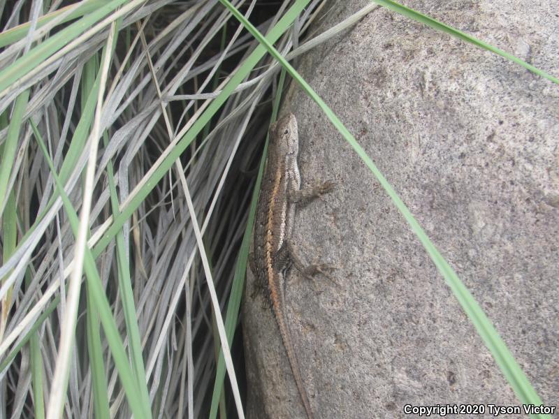 Striped Plateau Lizard (Sceloporus virgatus)