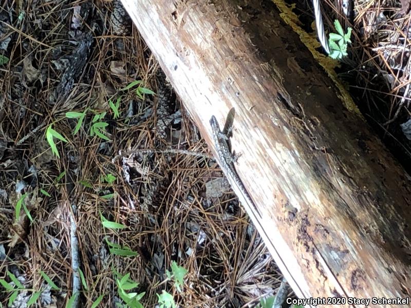 Eastern Fence Lizard (Sceloporus undulatus)