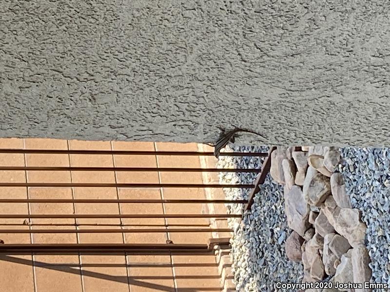 Southwestern Fence Lizard (Sceloporus cowlesi)