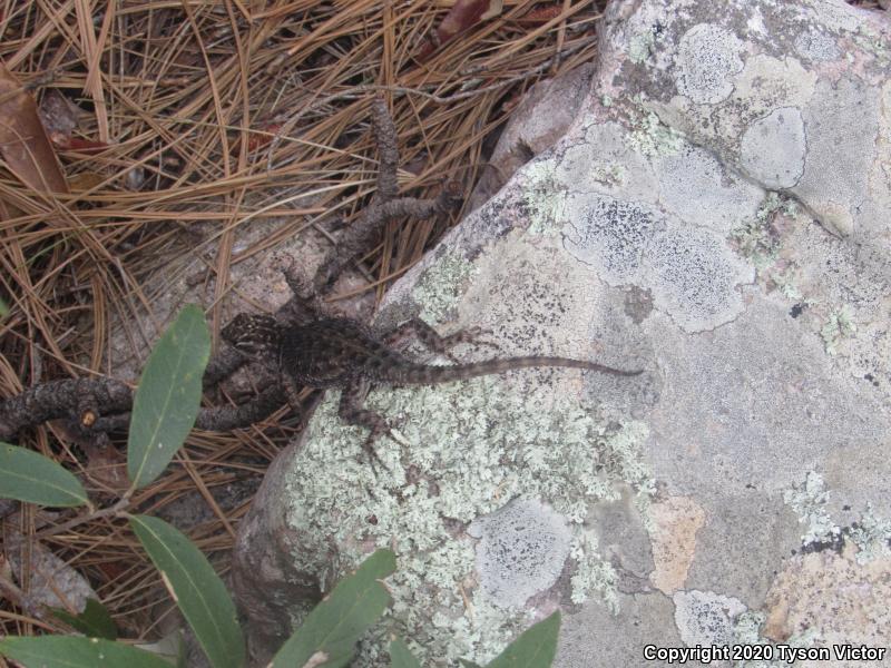 Yarrow's Lizard (Sceloporus jarrovii)